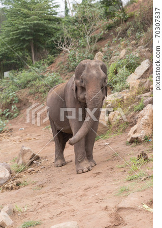 Elephant riding on the outskirts of Luang Prabang, Laos 70307837