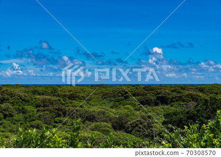 Aragusuku Island Panari Island Forest 70308570