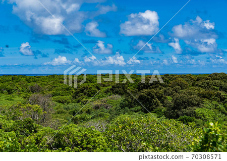Aragusuku Island Panari Island Forest 70308571