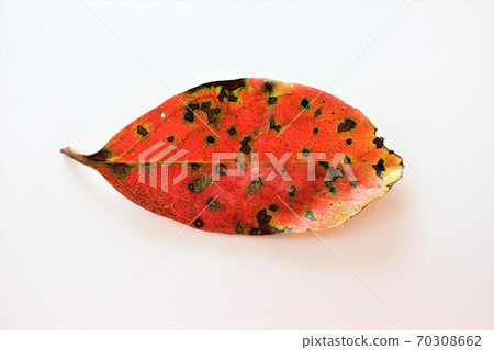 Persimmon leaves dyed bright red Persimmon leaves dyed bright red 70308662