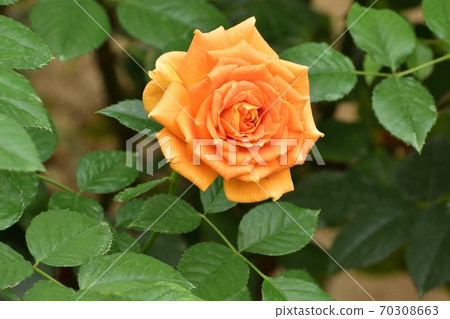 Golderze 201003 pm 2:39 Golderze 201003 pm 2:39 70308663