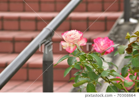 Jubilee du Princess Doe Monaco 201003 pm 2:30 70308664