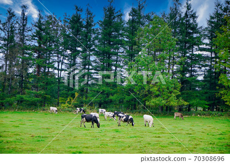 Dairy cows in Tokachi, Hokkaido Dairy cows in Tokachi, Hokkaido 70308696