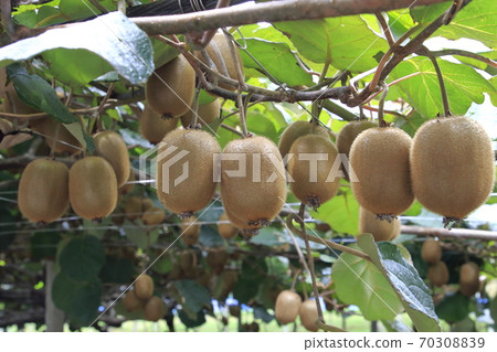 Kiwi in the kiwi garden Kiwi in the kiwi garden 70308839