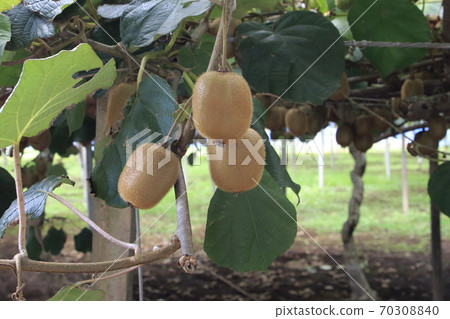 Kiwi in the kiwi garden Kiwi in the kiwi garden 70308840