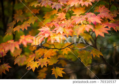 Autumn leaves on mountain path 70310537