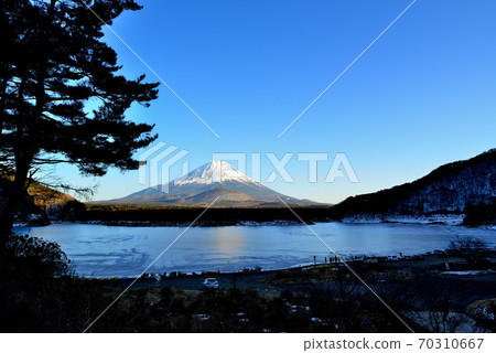Scenery of Mt. Fuji over pine trees from Lake Shoji in winter 70310667