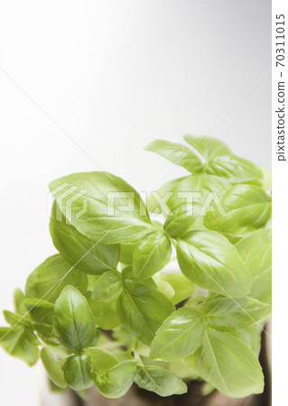 Basil leaves grown in the vegetable garden Veranda vegetable garden Basil leaves grown in the vegetable garden Veranda vegetable garden 70311015