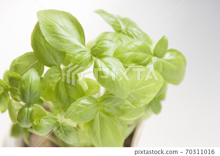 羅勒葉種植在家庭菜園陽台菜園 70311016