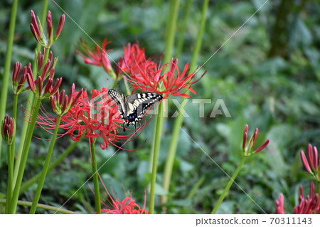 Swallowtail butterfly that came to suck the nectar of cluster amaryllis Swallowtail butterfly that came to suck the nectar of cluster amaryllis 70311143