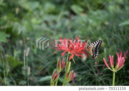 燕尾蝶來吸吮Higanbana的蜂蜜 70311150