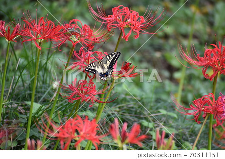 Swallowtail butterfly that came to suck the nectar of cluster amaryllis 70311151