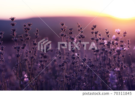 Lavender Field in the summer sunset time Lavender Field in the summer sunset time 70311845