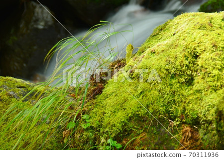 Mossy rocks and streams Mossy rocks and streams 70311936