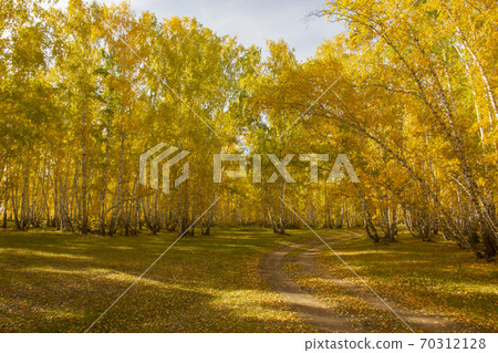 Autumn golden-yellow forest in the rays of the midday sun. Autumn golden-yellow forest in the rays of the midday sun. 70312128