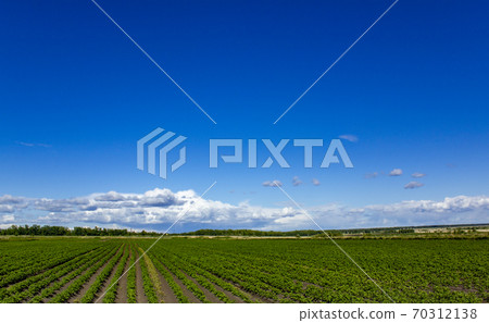 Panorama of a green field with young seedlings of agricultural crops. 70312138
