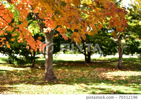 Autumn leaves 70312196