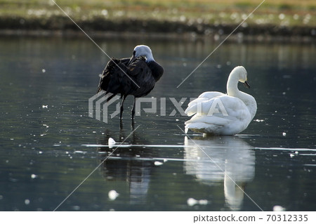 Tundra swan Tundra swan 70312335