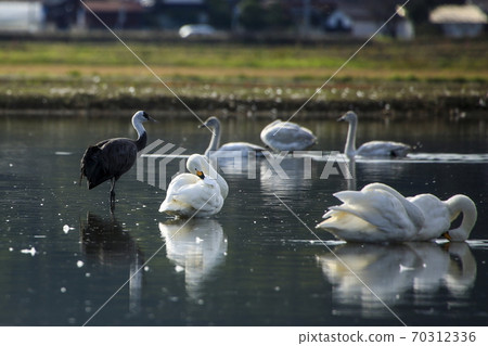 Tundra swan Tundra swan 70312336