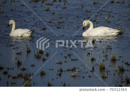 Tundra swan Tundra swan 70312363