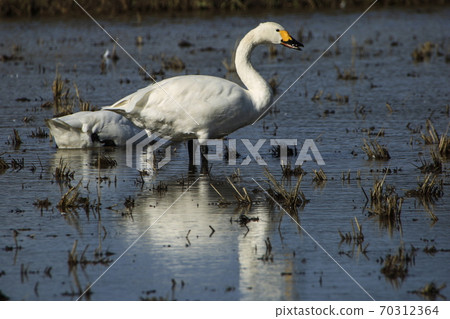 Tundra swan Tundra swan 70312364