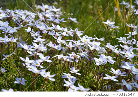 Hananira (Hana) Hananira (Hana) 70312547