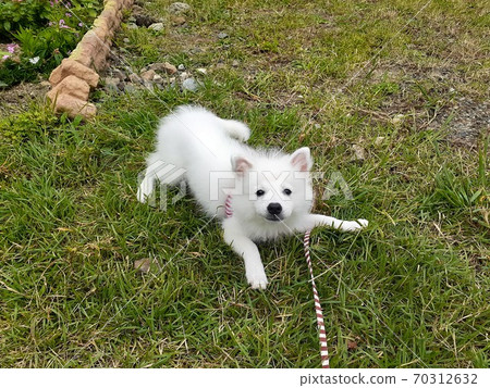 Japanese Spitz puppy vacation 70312632