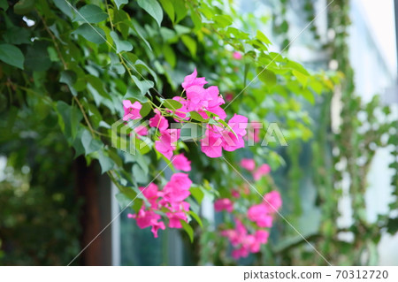 Bougainvillea flowers 70312720