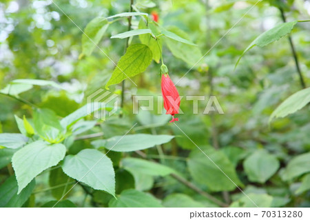 UNAZUKI Flower Flower Flower 70313280