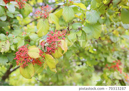 Viburnum Viburnum 70313287