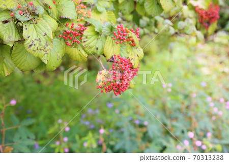 Viburnum 70313288