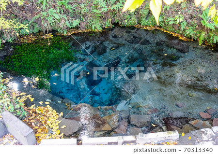 秋葉季節，乙子泉在九十九山脈東麓的黑岳岳原始森林中發芽 70313340