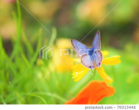 蝴蝶棲息在一朵花上 蝴蝶棲息在一朵花上 70313448