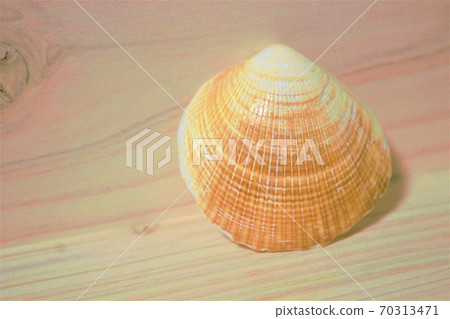 在木板上的貝殼 70313471