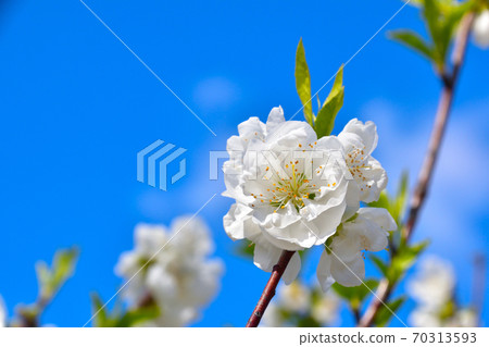  Peach blossoms 70313593