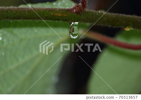 獼猴桃的樹枝上掛著的水滴 獼猴桃的樹枝上掛著的水滴 70313657