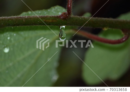 獼猴桃的樹枝上掛著的水滴 70313658