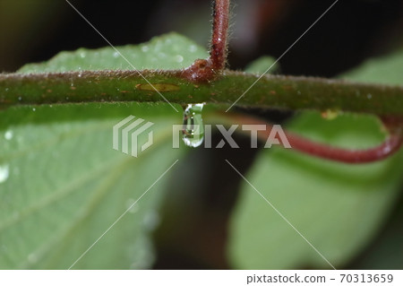 獼猴桃的樹枝上掛著的水滴 獼猴桃的樹枝上掛著的水滴 70313659