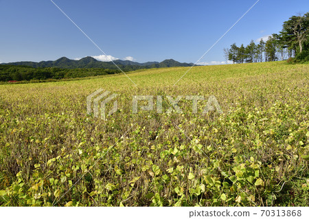 Photographing the autumn scenery of a small bean field that is about to be harvested in Assabu-cho, Hokkaido Photographing the autumn scenery of a small bean field that is about to be harvested in Assabu-cho, Hokkaido 70313868