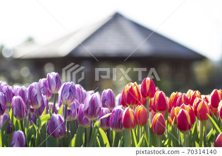 花菜園鬱金香 70314140