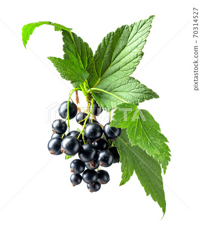 Branch of black currant  isolated on white background. 70314527