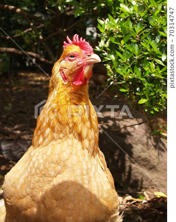 Free-range chicken_3 70314747