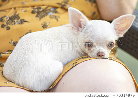 Chihuahua puppy is sitting on her owner 70314979