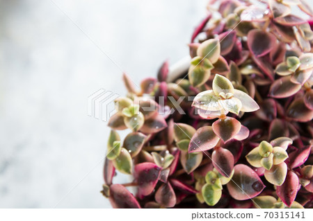 Crassula marginalis rubra variegata or Calico Kitten, a multi-colored succulent plant. 70315141