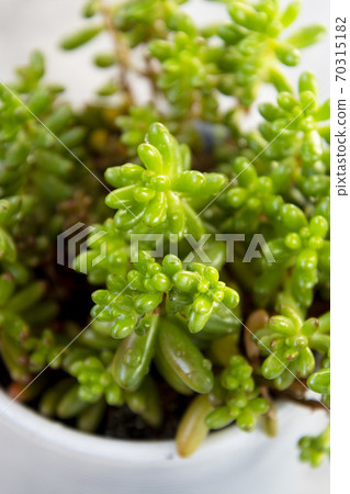 Jelly beans succulent plant Sedum pachyphyllum in pot Jelly beans succulent plant Sedum pachyphyllum in pot 70315182