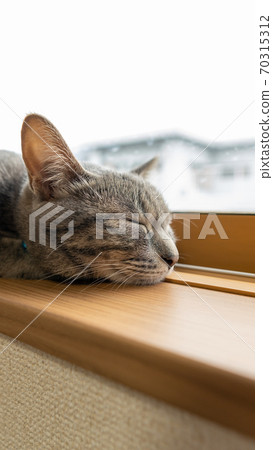 貓貓科動物貓野雞白色灰色小貓母狗女女性小貓小貓小貓快樂可愛癒合 70315312