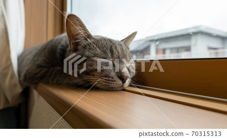 貓貓科動物貓野雞白色灰色小貓母狗女女性小貓小貓小貓快樂可愛癒合 70315313