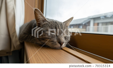 貓貓科動物貓野雞白色灰色小貓母狗女女性小貓小貓小貓快樂可愛癒合 70315314