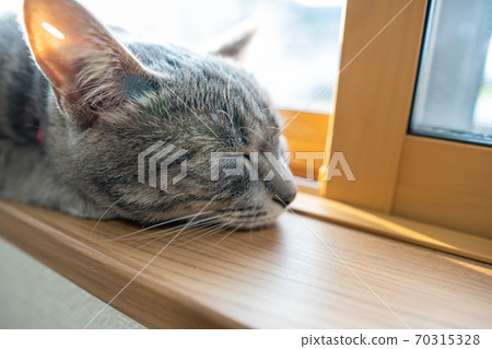 貓貓科動物貓野雞白色灰色小貓母狗女女性小貓小貓小貓快樂可愛癒合 貓貓科動物貓野雞白色灰色小貓母狗女女性小貓小貓小貓快樂可愛癒合 70315328