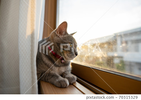 貓貓科動物貓野雞白色灰色小貓母狗女女性小貓小貓小貓快樂可愛癒合 貓貓科動物貓野雞白色灰色小貓母狗女女性小貓小貓小貓快樂可愛癒合 70315329
